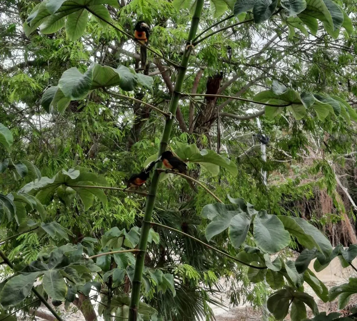 Acogedor Departamento En Naab Tulum Lägenhet